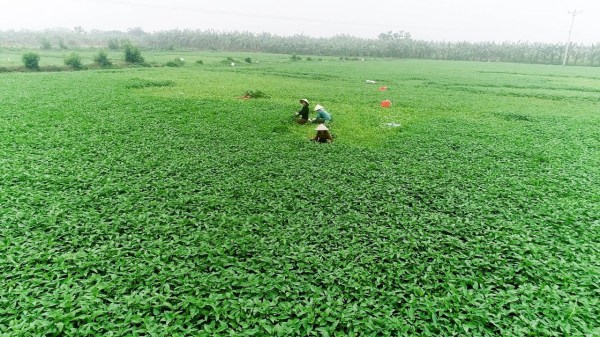 Ruộng rau sạch của Hà Thành - Suất Ăn Công Nghiệp Quốc Tế Hà Thành - Công Ty Cổ Phần Dịch Vụ Quốc Tế Hà Thành (Haseca)